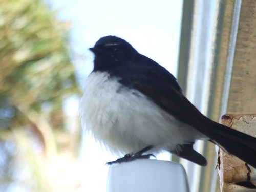 Proud Parent of three, alas, one baby now MIA