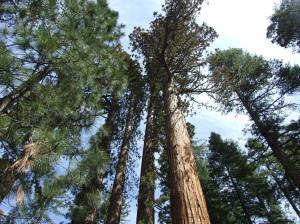 Mariposa Grove, Yosemite