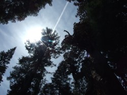 Mariposa Grove, Yosemite