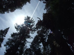 Mariposa Grove, Yosemite