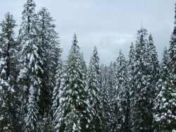 Morning snow fall, Yosemite